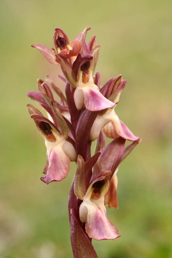 Il razzismo dell''orchidofilo